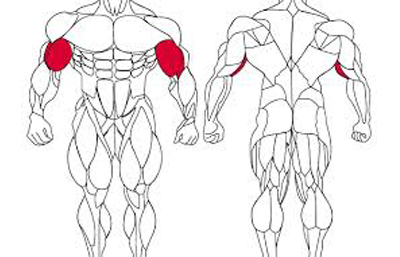 testépítő anatómiai ábra-bicepsz