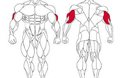 testépítő anatómiai ábra-tricepsz